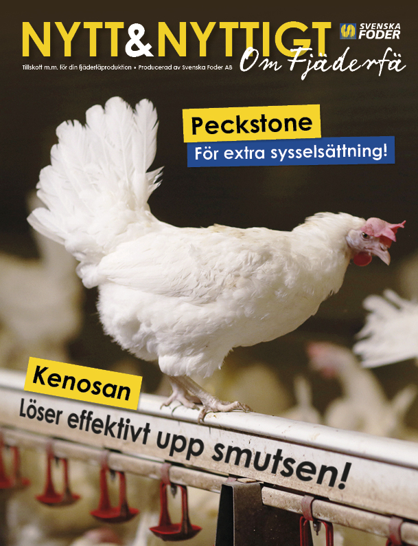 Framsida Nytt & Nyttigt om Fjäderfä