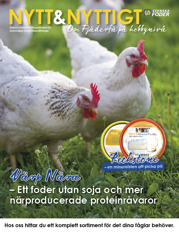 Framsida Nytt & Nyttigt om Fjäderfä på hobbynivå